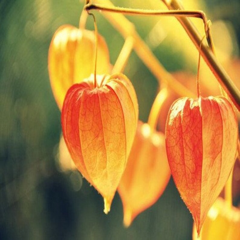 Chinese Lantern Plant Seeds physalis Alkekengi 50seeds Etsy