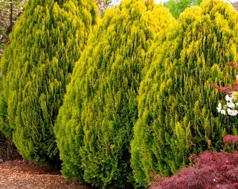 Golden Oriental Arborvitae Tree Seeds (Platycladus orientalis Aurea) 15+ Seeds