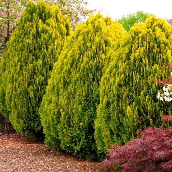 Golden Oriental Arborvitae Tree Seeds (Platycladus orientalis Aurea) 15+ Seeds