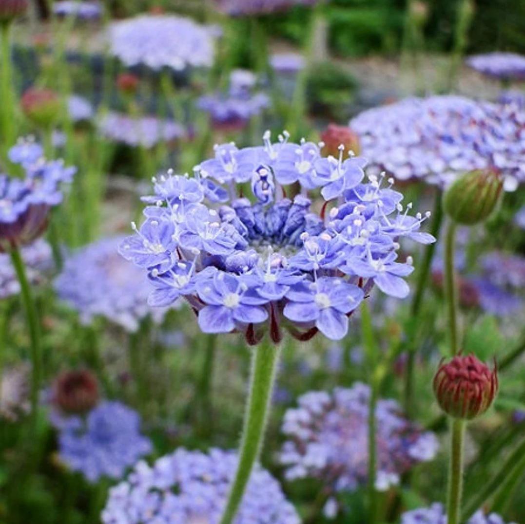 Blue Lace Flower Seeds (didiscus Caeruleus) 50+seeds - Etsy