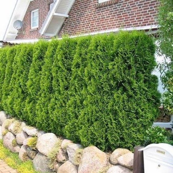 50 PCS - Thuja Tree Seeds (Arborvitae / Thuja Occidentalis), American