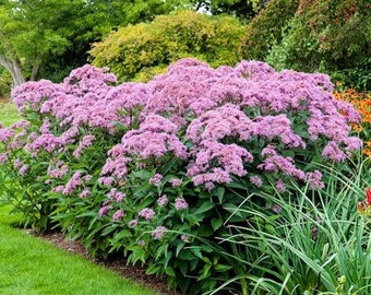 Spotted Joe Pyeweed Flower Seeds (Eupatorium Maculatum) 200+Seeds