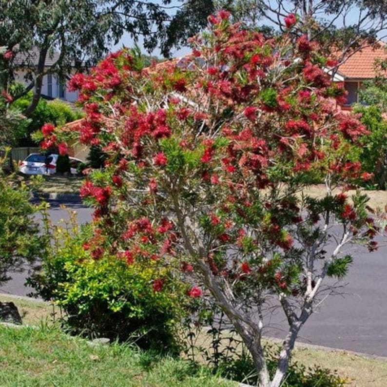 Captain Cook Bottlebrush Seeds Callistemon Viminalis 25Seeds image 3