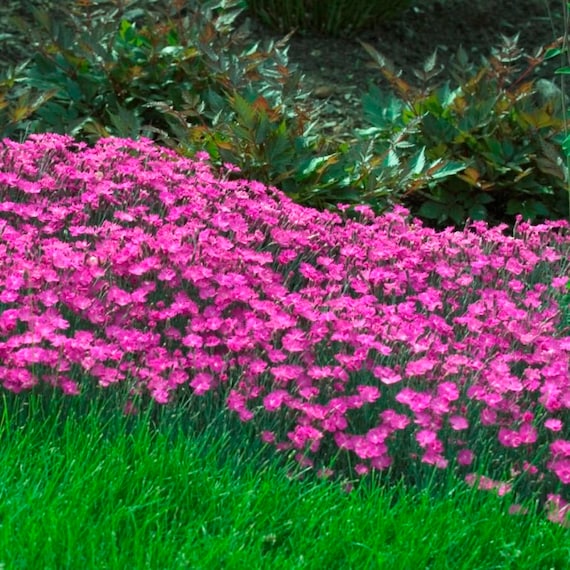 Dianthus Cheddar Pink Fower Seeds (Dianthus Gratianopolitanus) 50+