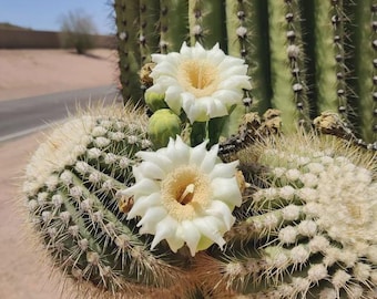 Giant Saguaro Cactus Seeds (Carnegiea gigantea) 25+Seeds