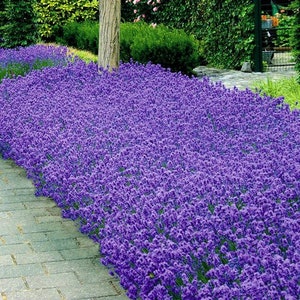 Lavender Munstead Flower Seeds Lavandula Angustifolia 100Seeds image 1