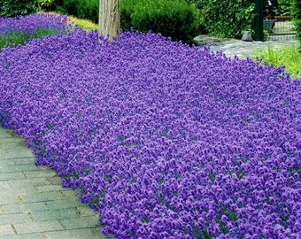 Lavender Munstead Flower Seeds ( Lavandula Angustifolia) 100+Seeds