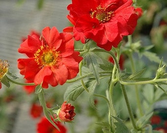 Geum Mrs. Bradshaw Flower Seeds (Geum Chiloense) 50+Graines