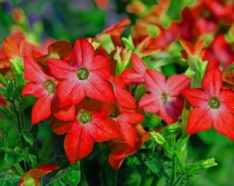 Nicotiana Crimson Bedder Flower Seeds (Nicotiana Alata) 200+Seeds