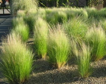 Mexican Feather Grass Seeds (Stipa tenuissima) 50+Seeds