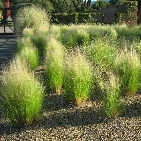 - 25 seeds BOGO 50% off SALE Stipa Tenuissima Mexican Feather Grass 
