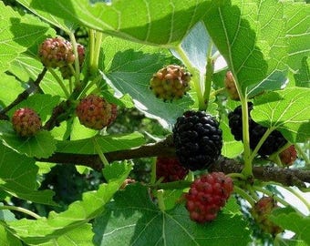 Black Mulberry, Morus nigra, Tree Seeds (Hardy, Edible)