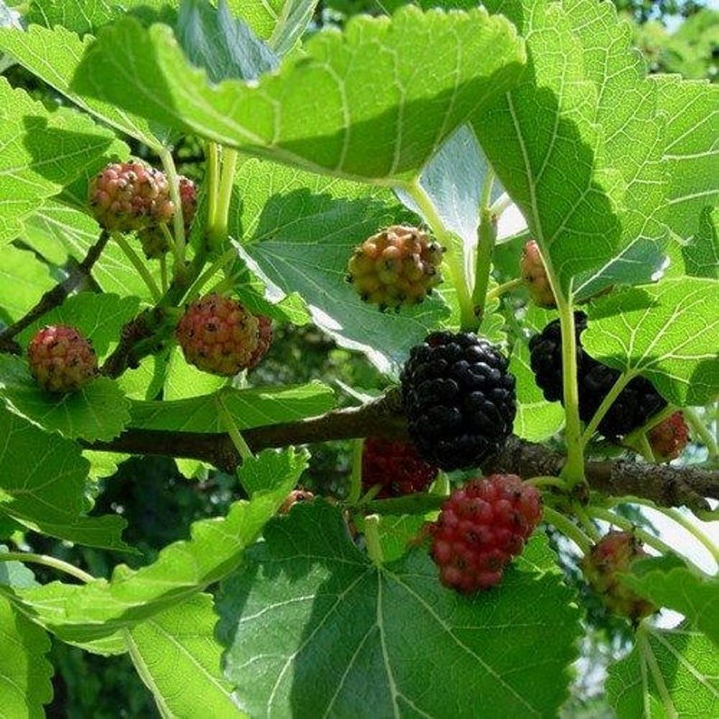 Шелковица черная нигра. Mulberry Tree Morus. Morus nigra. Morus mesozygia. Melberrybush.