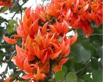 Flame of the Forest Tree Seeds (Butea monosperma) 5+Seeds