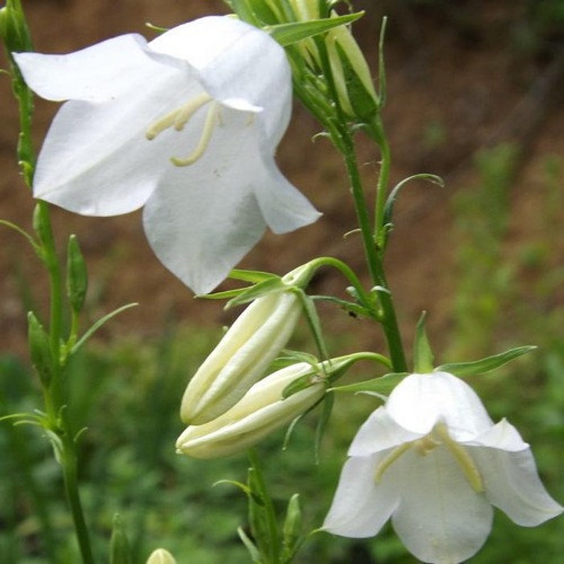 Bellflower White Flower Seeds Campanula Carpatica White 200Seeds image 2