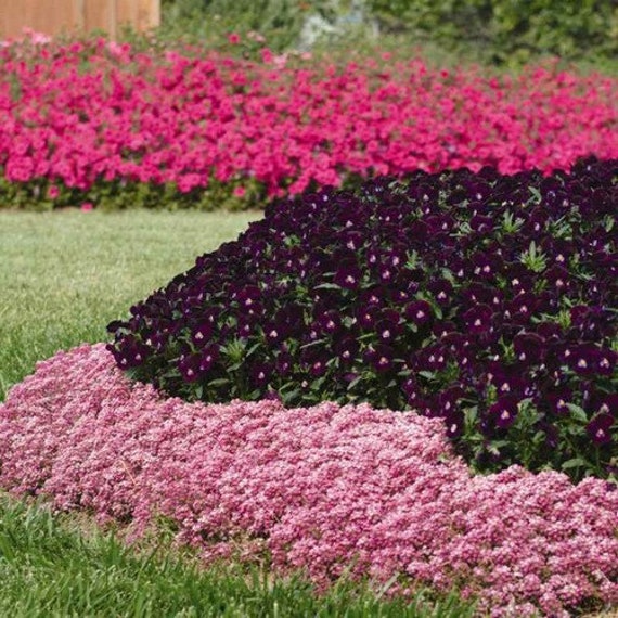 ALYSSUM * EASTER BONNET SERIES – Houseplant Seeds Full Sun Summer Bloom USA