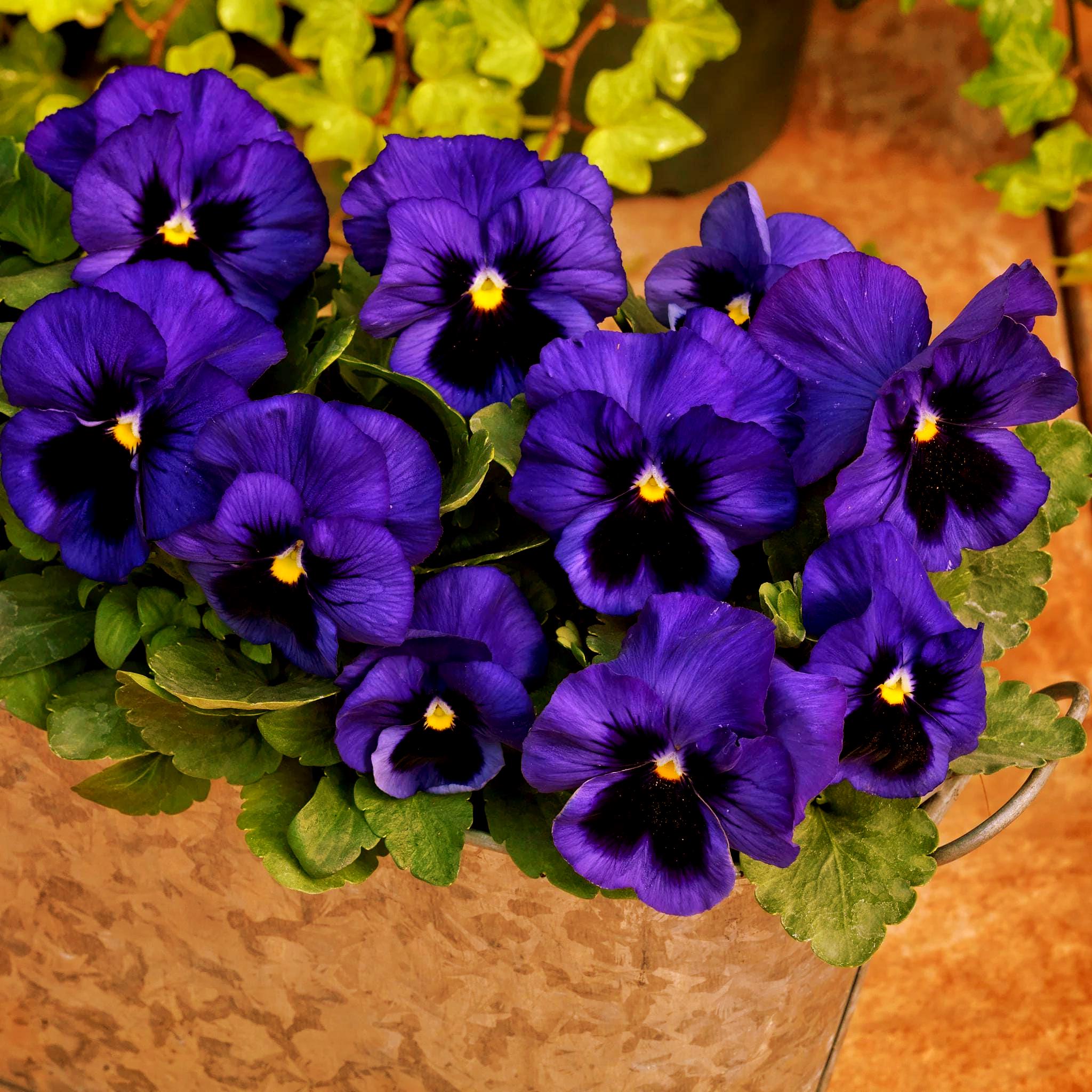 SUKALA ミックスフラワープリント ダークネイビー Pansy Ullswater Flower Seeds (viola Wittrockiana) 50+seeds - Etsy