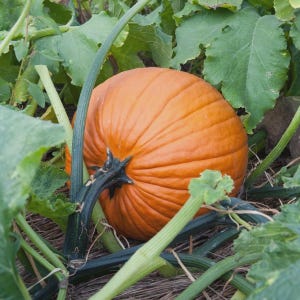 Pumpkin Jack O Lantern Vegetable Seeds (Cucurbita pepo) 15+Seeds