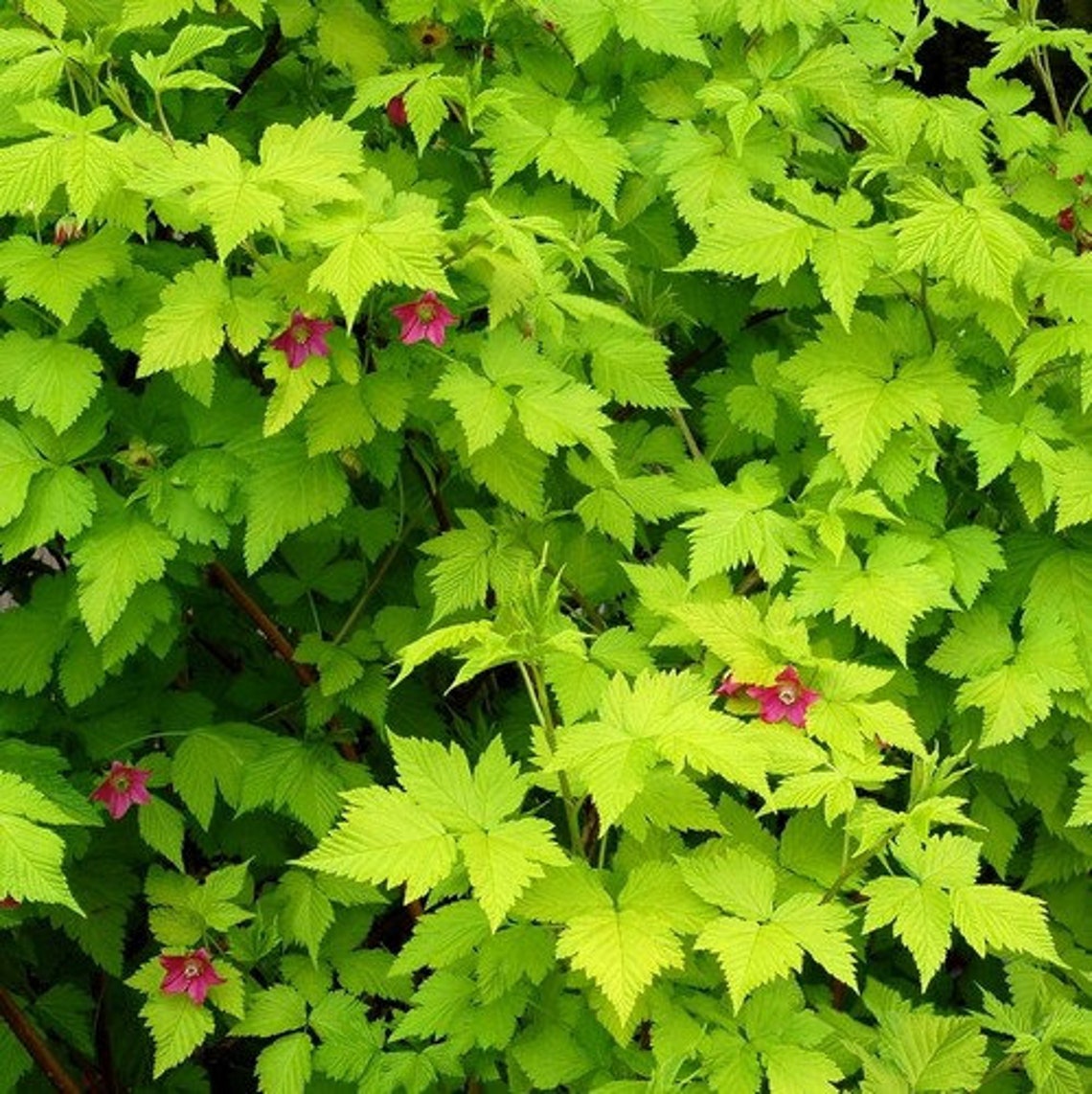 Salmonberry Bush Seeds Rubus spectabilis 25 Seeds Etsy