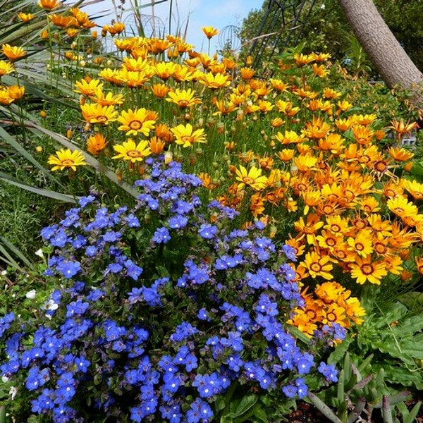 Bugloss Blue Angel Flower Seeds (Anchusa Capensis) 50+Seeds