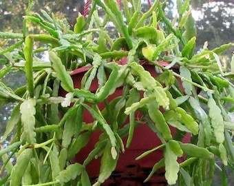 Mistletoe Cactus Seeds (Rhipsalis roseana) 20+Seeds