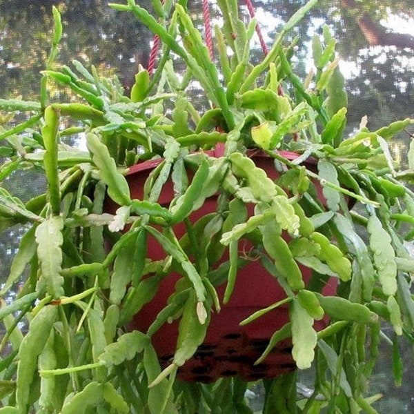 Mistletoe Cactus Seeds (Rhipsalis roseana) 20+Seeds