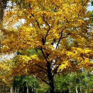 Black Birch Tree Seeds (Betula lenta) 50+Seeds image 2