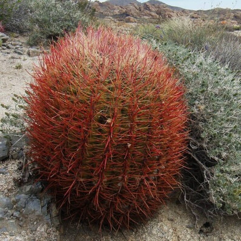 California Barrel Cactus Seeds Ferocactus acanthodes 20Seeds image 3