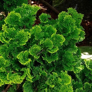 Hinoki Cypress Tree Seeds Chamaecyparis obtusa 35Seeds image 1