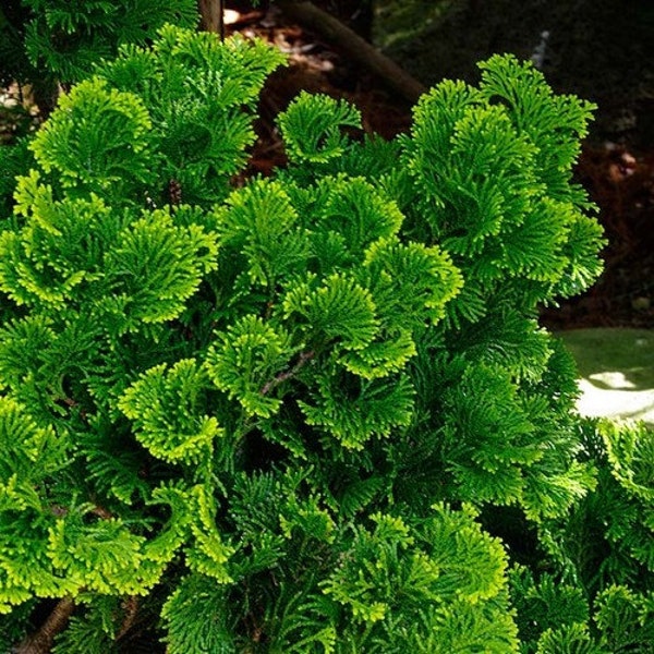 Hinoki Cypress Tree Seeds (Chamaecyparis obtusa) 35+Seeds