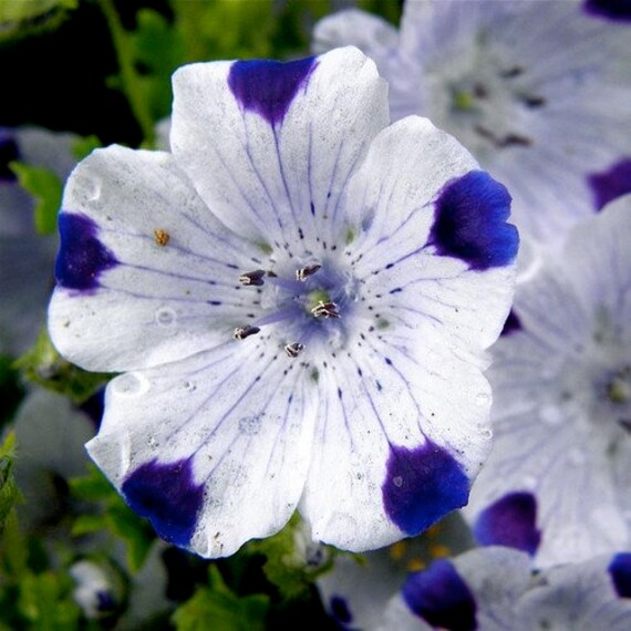 Five Spot Flower Seeds Nemophila Maculata 50seeds Etsy Israel