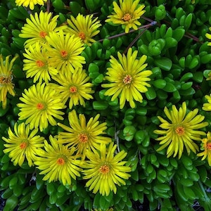 Ice Plant Yellow Flower Seeds Dorotheanthus Bellidiformis 200Seeds image 1