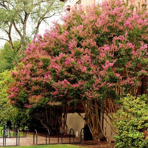 Thai Crape Myrtle Tree Seeds (Lagerstroemia floribunda) 50+Seeds