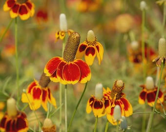 Ratibida Mexican Hat Flower Seeds (Ratibida Columnifera) 200+Seeds