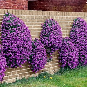 Rockcress Cascading Purple Flower Seeds (Aubrieta Hybrida) 50+Seeds