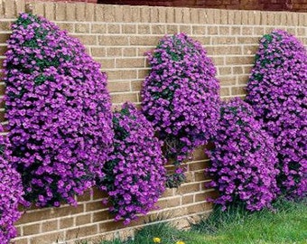 Rockcress Cascading Purple Flower Seeds (Aubrieta Hybrida) 50+Seeds