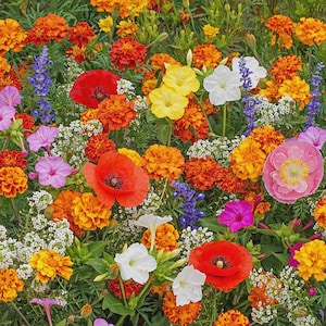 Oklahoma Native Wild Flower Seeds - Etsy