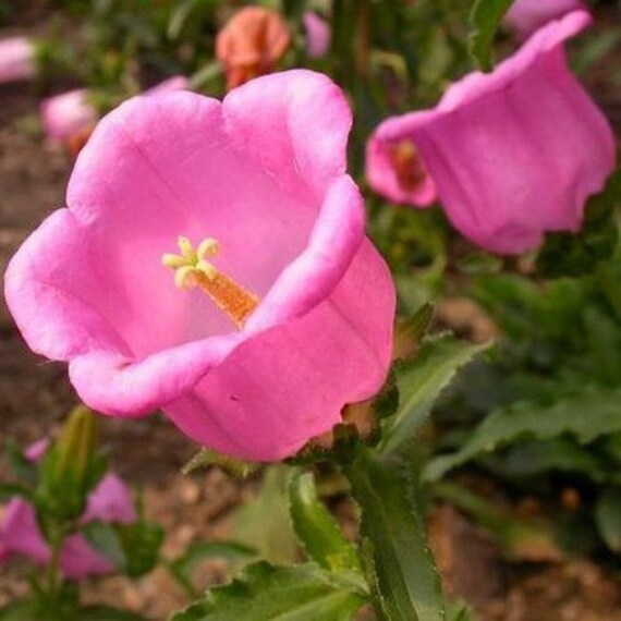 Clochettes De Canterbury Rose Graines De Fleurs Campanula Medium Pink 200 Graines