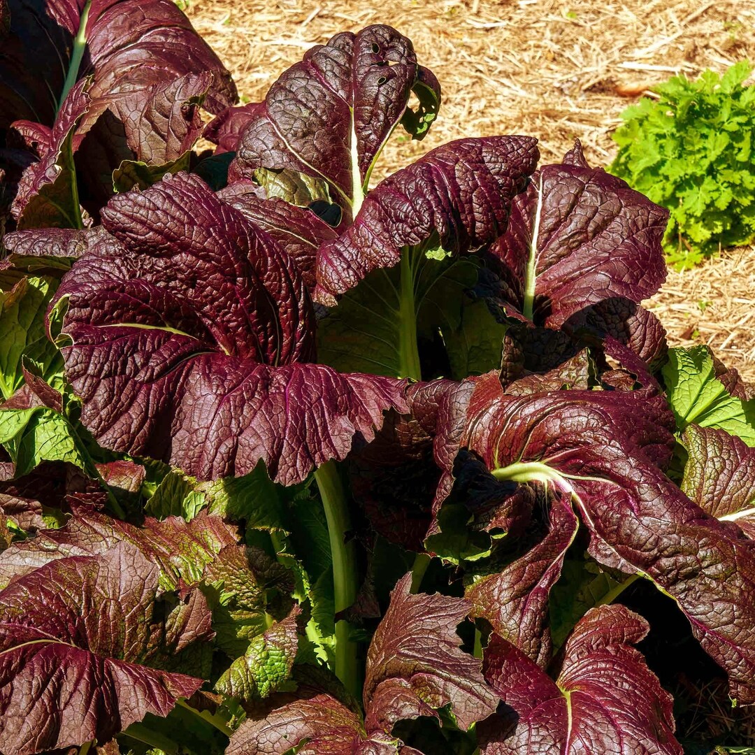 Mustard Red Giant Seed – Harris Seeds
