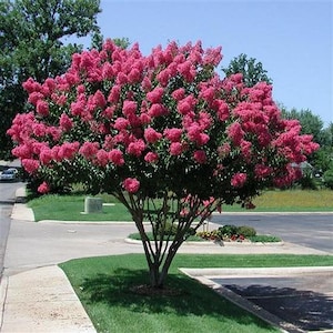 Crape Myrtle Tree Seeds (Lagerstroemia indica) 50+Seeds