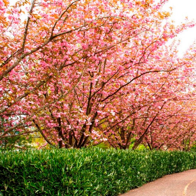 Japanese Flowering Cherry Tree Seeds prunus Serrulata Etsy