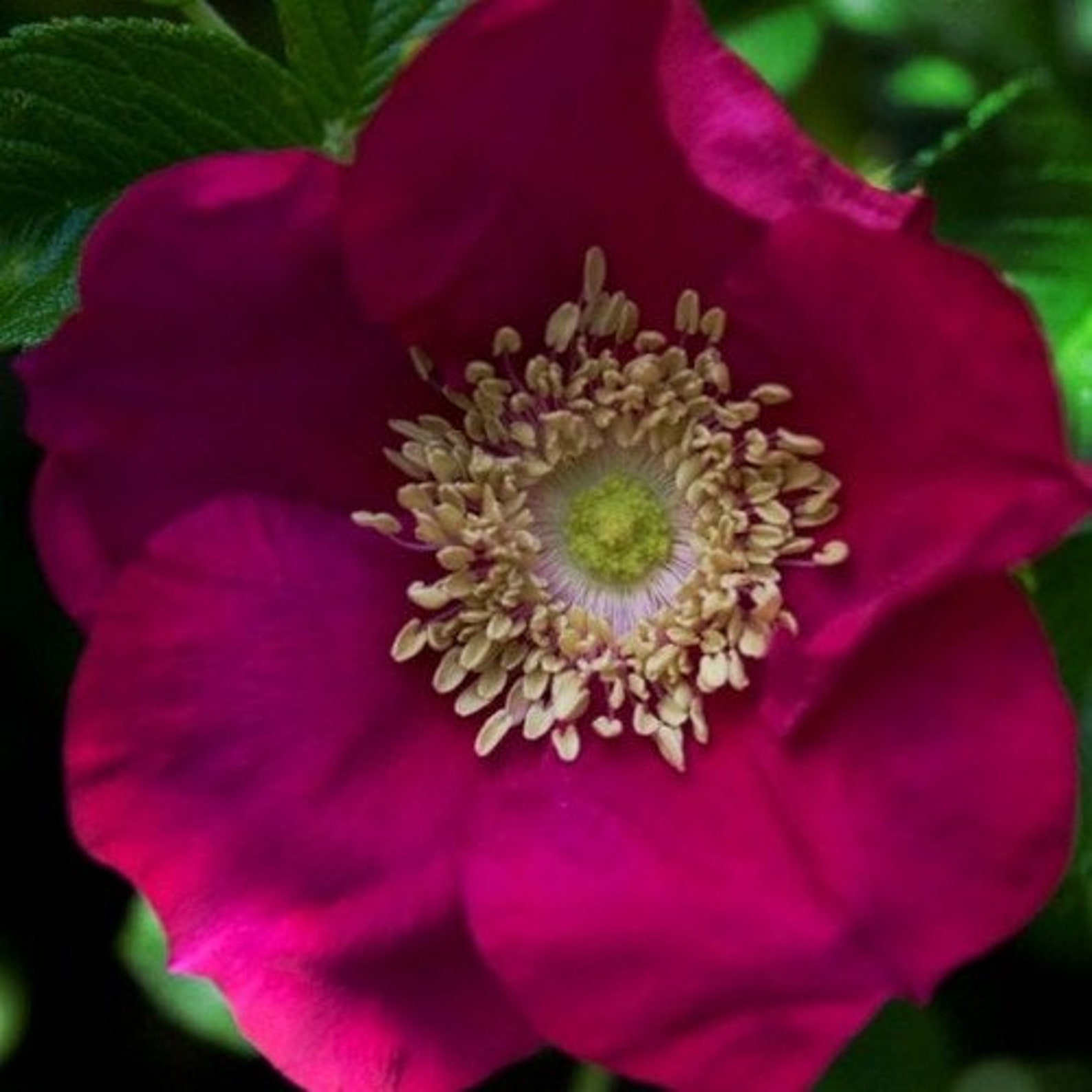 Red Rugosa Rose Bush Seeds rosa X Rugosa Rubra 25seeds Etsy