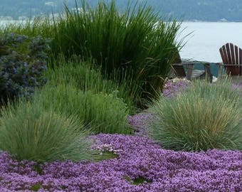 Creeping Mother of Thyme (Thymus Serpyllum) 100+Seeds