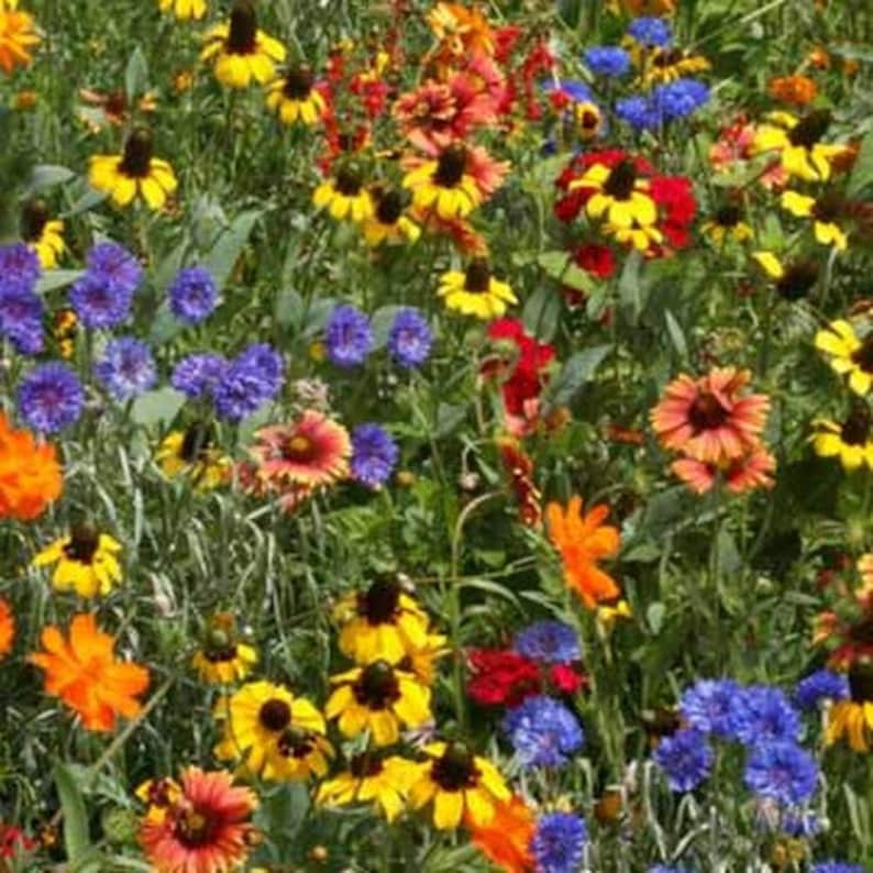 Wildflower Perennial Mix Seeds 7gseeds Etsy
