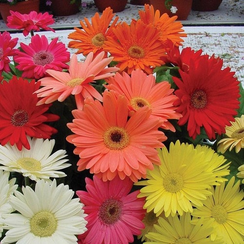 daisy flower meaning in telugu