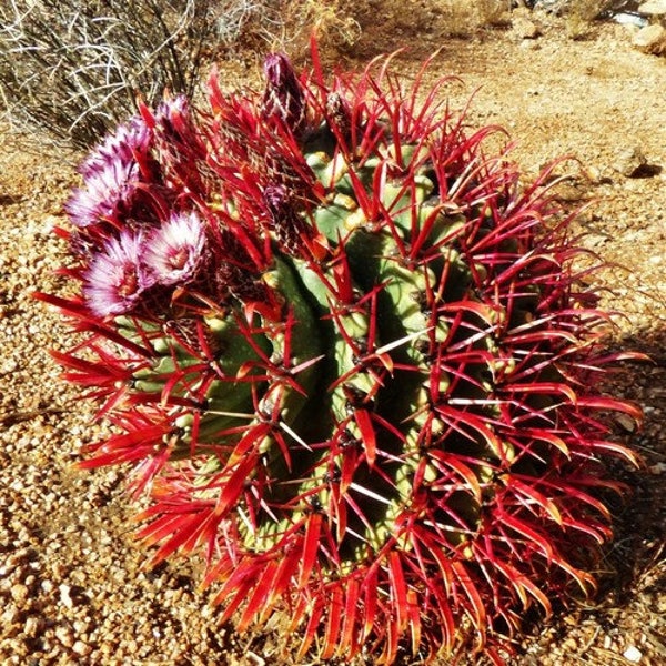 Devil's Tongue Barrel Cactus Seeds (Ferocactus latispinus) 20+Seeds