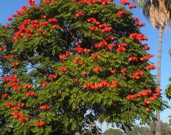 African Tulip Tree Seeds (Spathodea campanulata) 25+Seeds