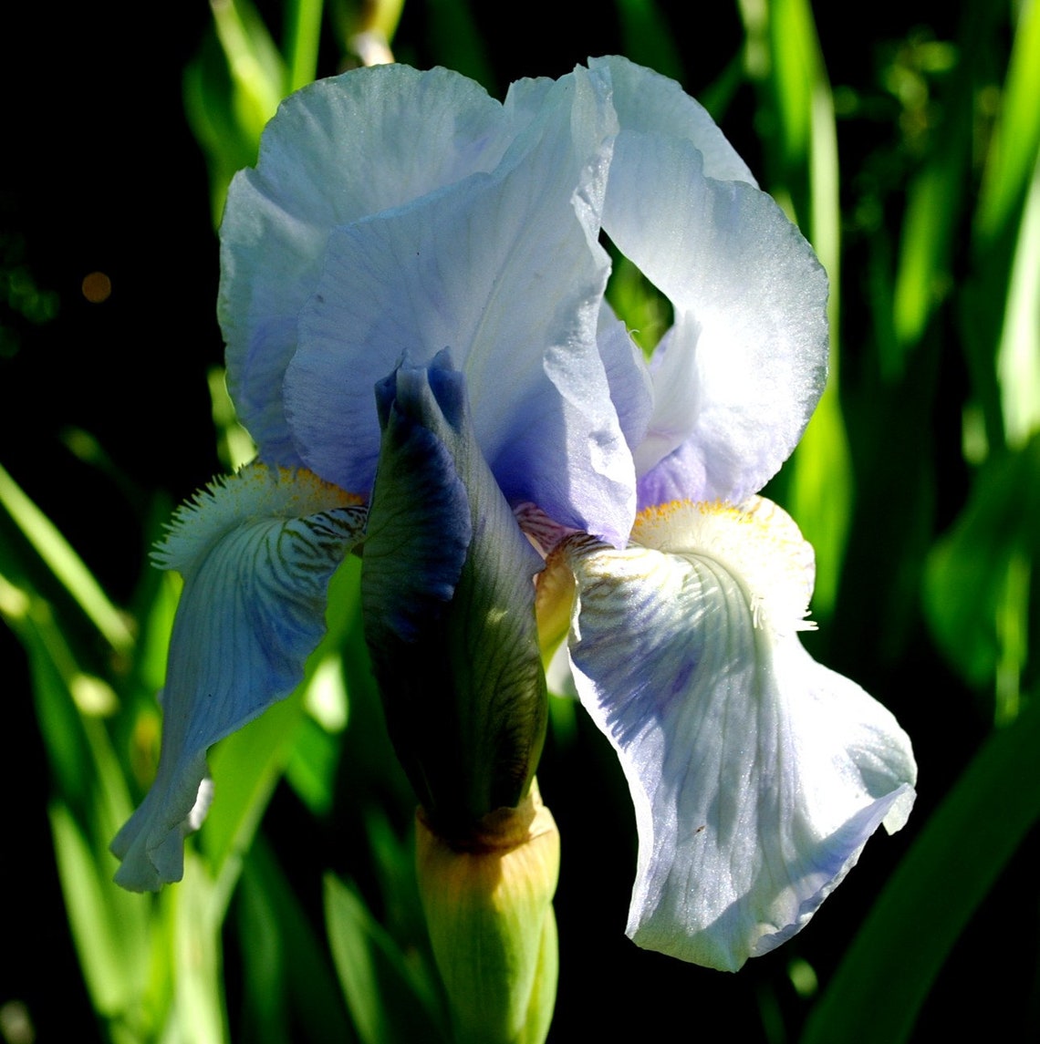 xeoma vs blue iris xeoma vs blue iris