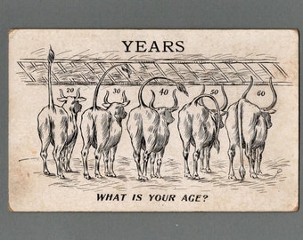 Funny Antique Birthday Postcard, What is Your Age, Bull Holding His Tail Up, Or Not - 17340c