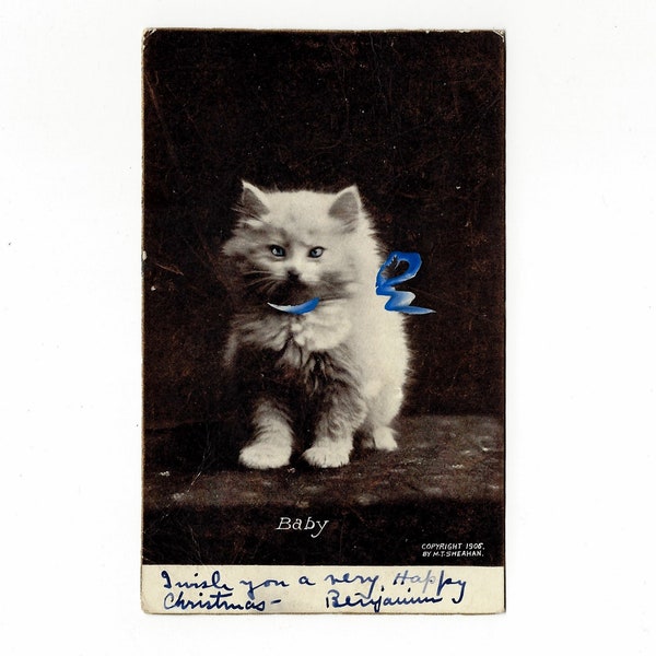 Antique Cat Postcard Etsy